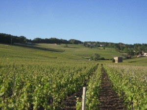 Champagne Vineyards