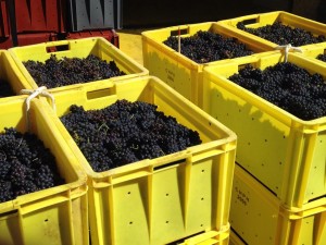 Grapes arriving at the winery ready to be sorted and pressed