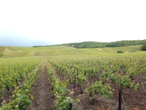 Pinot Meunier growing at Canard Duchene