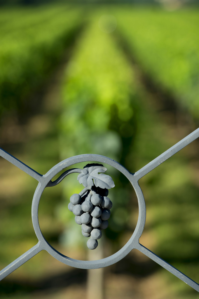 Sculpture Grape steel and alignment of vines in background